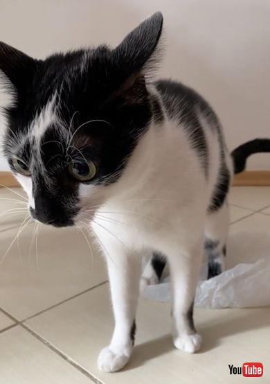 最後までビニール袋ふみふみに夢中な猫ちゃん