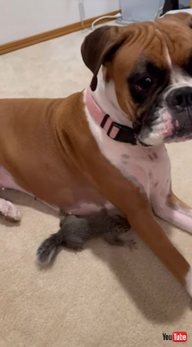 走りまわるワンコとリス