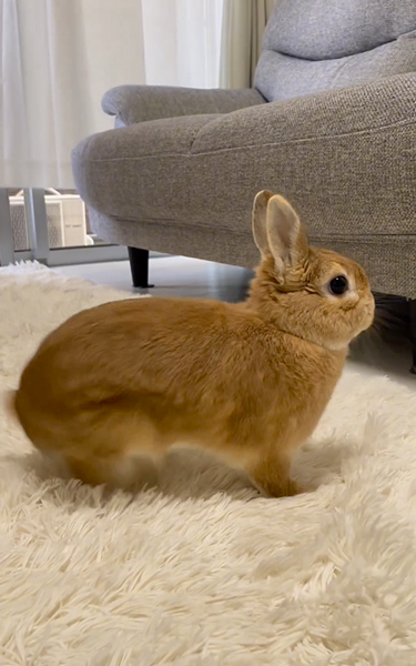 警戒中のうさぎ