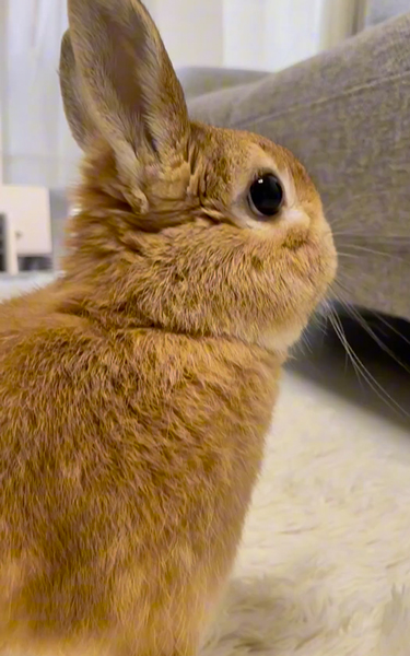 警戒中のうさぎ