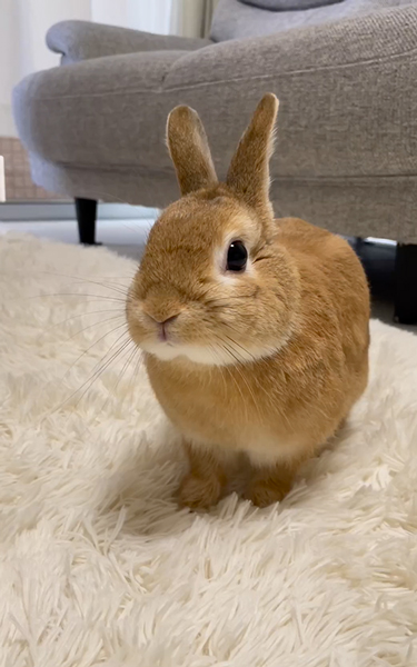 警戒中のうさぎ