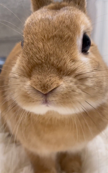 警戒中のうさぎ