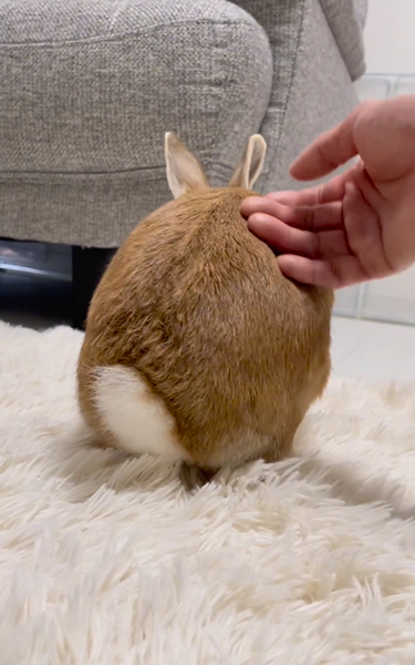 警戒中のうさぎ