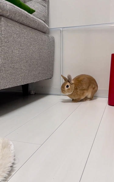 警戒中のうさぎ