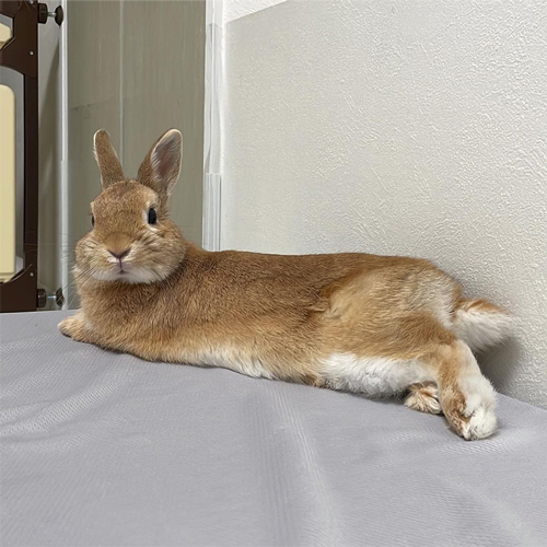 リラックスモード