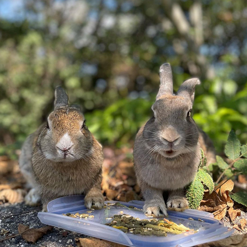 大久野島のうさぎさん