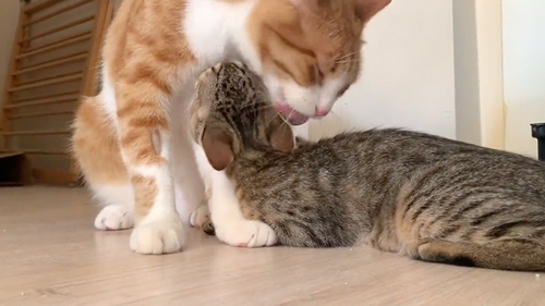 妹猫に愛情爆発な兄猫