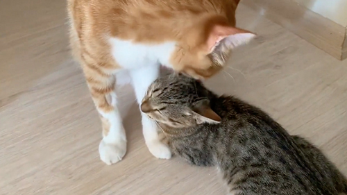 妹猫に愛情爆発な兄猫