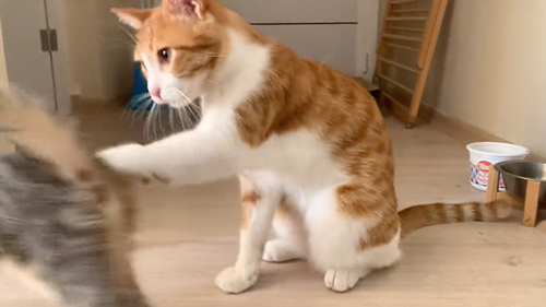 妹猫に愛情爆発な兄猫