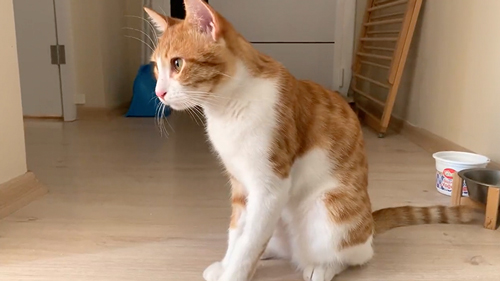 妹猫に愛情爆発な兄猫