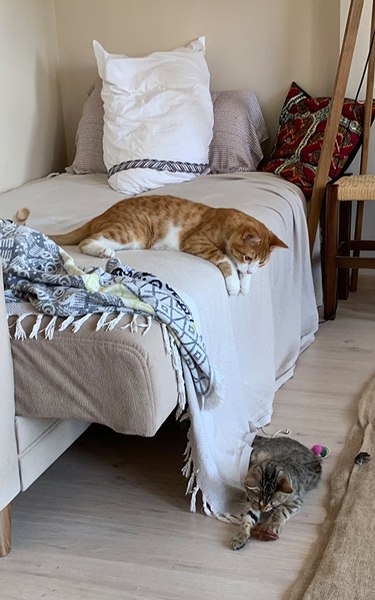 妹猫を気に掛ける兄猫