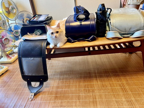 ランドセルの間に猫