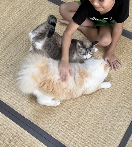 なでられてる猫2匹アップ
