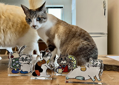 キジシロで瞳がブルー猫