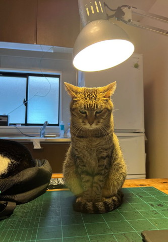 蛍光灯の下に猫