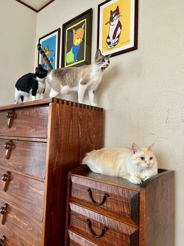 お尻かがれて口あけてる猫と箪笥でくつろいでる猫