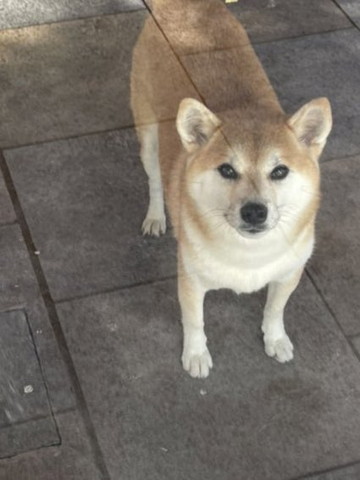 透けてるワンコ