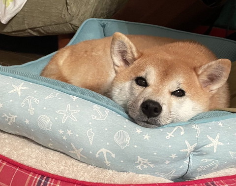 カメラ目線でほほえむワンコ