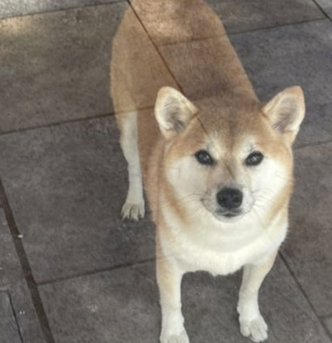 ワンコトリミング