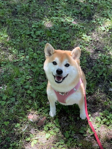 草がある場所でお座りして笑顔ワンコ