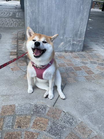 コンクリートでお座りして笑顔ワンコ