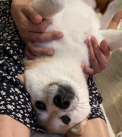 飼い主の膝の上で甘えるワンコ