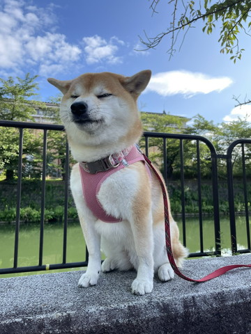 外で目瞑ってるワンコ