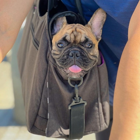 バッグにワンコ