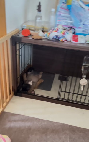 へそ天寝子犬少し近づく