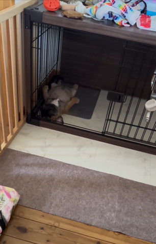 へそ天寝子犬画面上気味