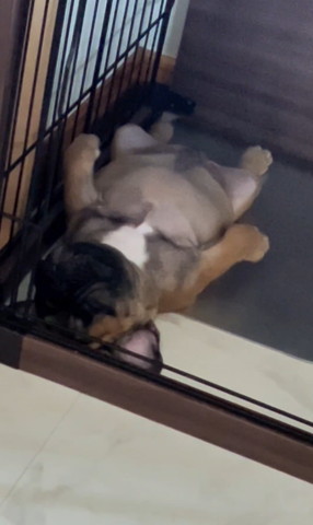 へそ天寝子犬アップ