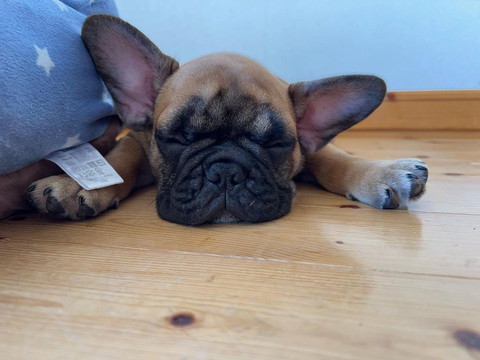 うつ伏せ子犬正面