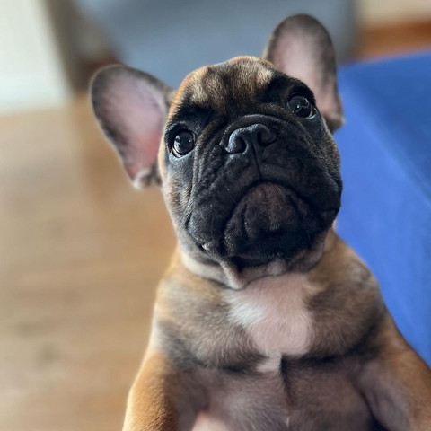 見上げてるワンコ