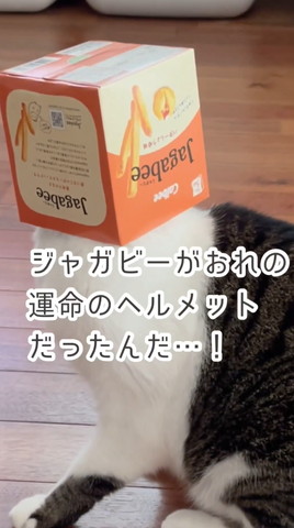 じゃがびーの箱かぶる猫