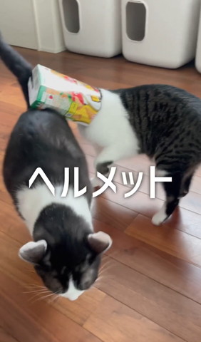 ヘルメットテロップ