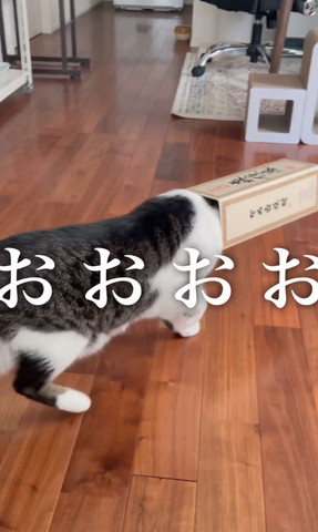注射される猫