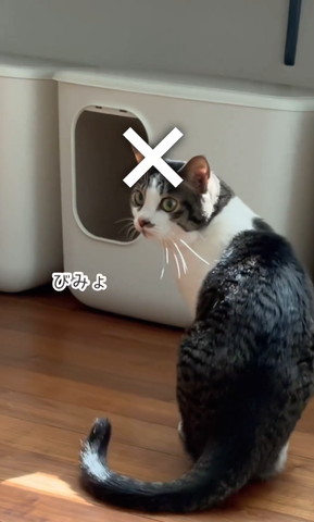 びみょテロップ