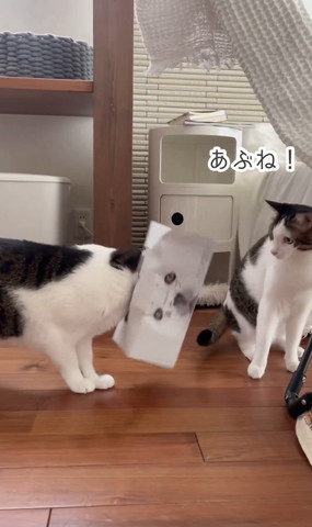 鼻セレブかぶってる猫