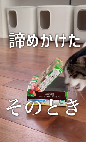 諦めかけた猫