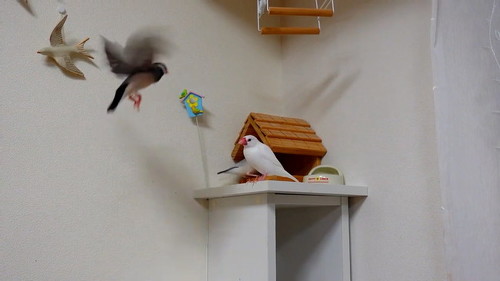 再度ホバリング