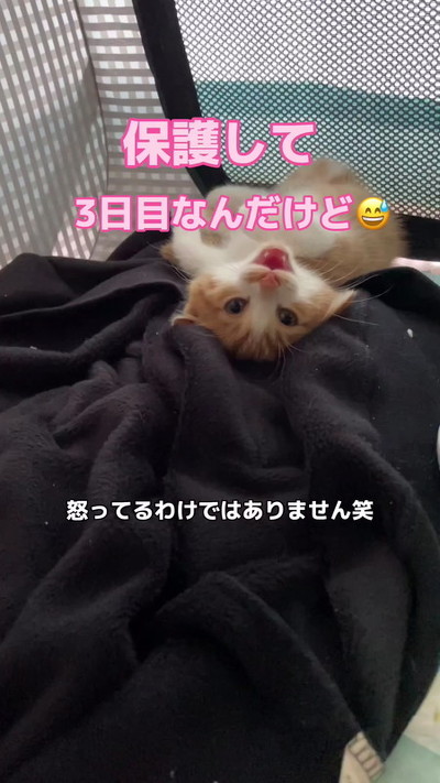 保護子猫