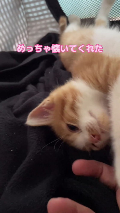 保護子猫