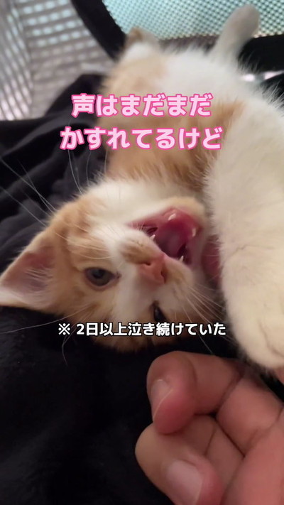 保護子猫
