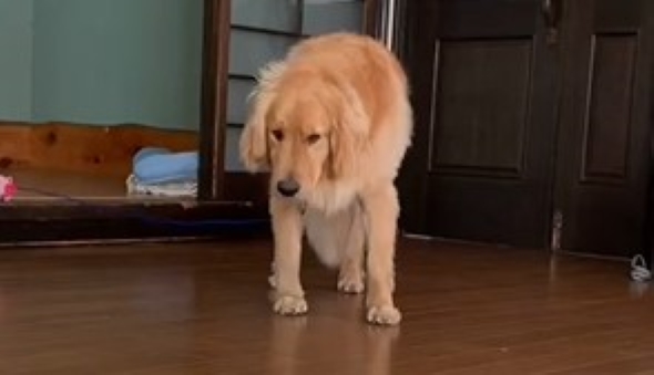 一点を見つめる犬