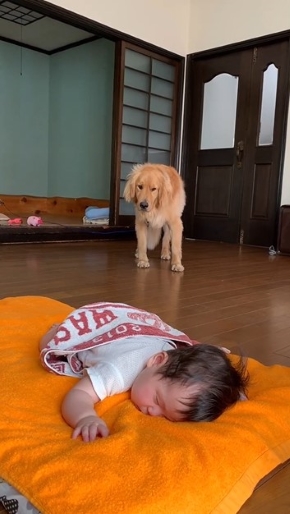 寝ている赤ちゃんを見つめる犬