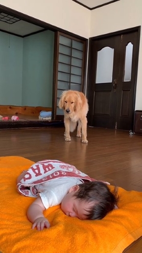 寝ている赤ちゃんを見つめる犬