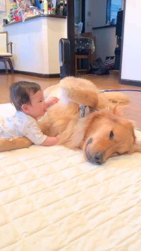 犬と触れ合う赤ちゃん