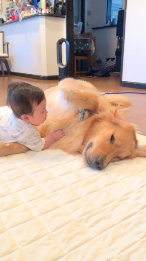 犬と触れ合う赤ちゃん