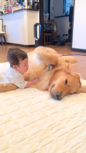 犬と触れ合う赤ちゃん