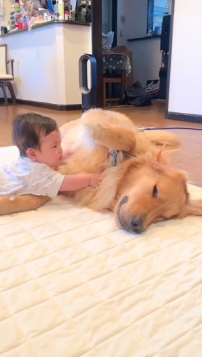 犬と触れ合う赤ちゃん